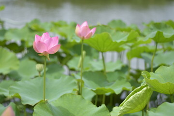 蓮の池