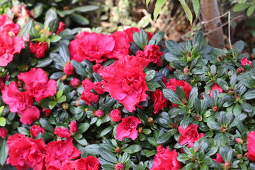 red and white tulips