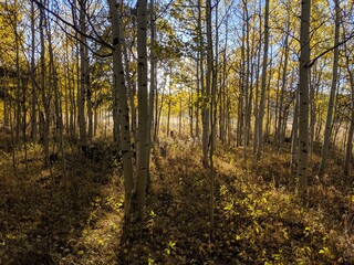 Fototapeta premium Autumn in the forest