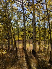 Autumn in the forest