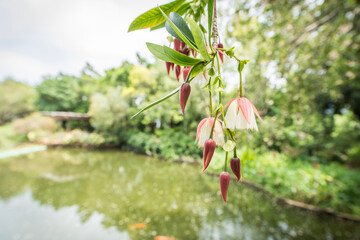red and green leaves
