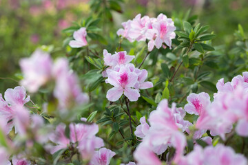 pink flowers in the garden