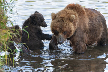 Mother Kamchatka brown bear with two bear cubs fishing red salmon fish during fish spawning in river. Wild predators in natural habitat. Kamchatka Peninsula, Russian Far East, Eurasia