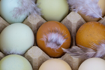 Close up view of raw multicolored chicken eggs with feathers in ovum