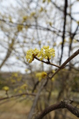 Yellow cornel flowers in full bloom.