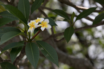 flowers on a tree