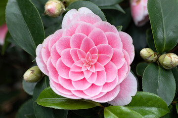 pink hydrangea flower