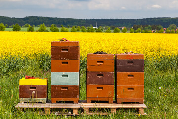 Bienenvölker am Rapsfeld