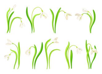 Fototapeta na wymiar Snowdrop or Galanthus with White Drooping Bell Shaped Flower and Linear Leaves Vector Set