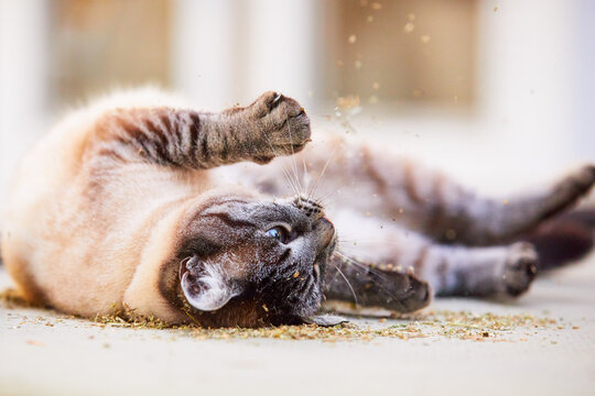 A happy lynx point or Siamese tabby cat rolls out in catnip