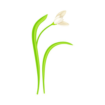 Snowdrop Drooping Flowers on Stem with Linear Leaves Vector Illustration