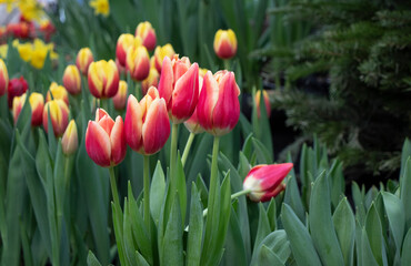 Fototapeta premium red and yellolw flowers tulips close up