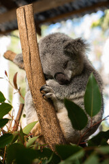 Obraz premium The KOALA sleep every day