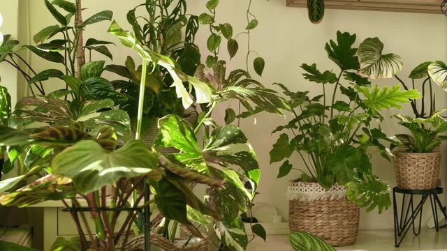 Various tropical houseplants inside a room