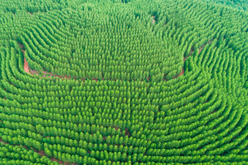 Aerial view of summer green trees in a forest