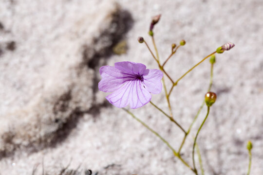 Macro piture of the pink flower of Philcoxia minensis in the Serra do Cabral in Minas Gerais, Brazil
