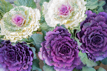 purple and white flowering kale