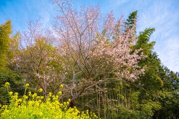 魚見桜