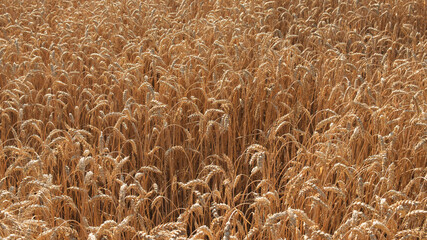 Ripe wheat ears, full frame. Harvest cereals, background. Backdrop of ripening ears of yellow cereal field ready for harvest growing in a farm field. Copy space for advertising text message.