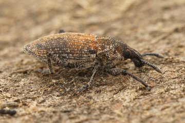Detailed closeup of a Frech weevil species, Rhabdorrhynchus on a piece of wood
