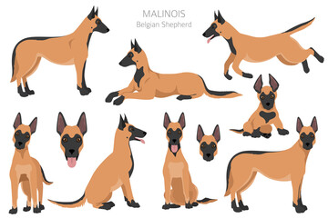 Belgian shepherd malinois clipart. Different poses, coat colors set. - obrazy, fototapety, plakaty