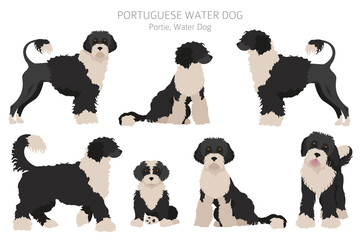 Portuguese water dog clipart. Different poses, coat colors set