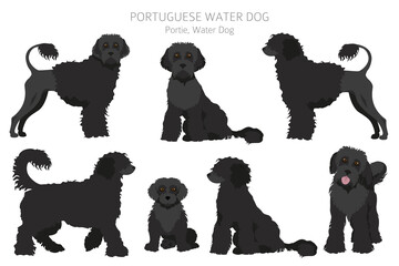 Portuguese water dog clipart. Different poses, coat colors set
