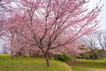 寒桜