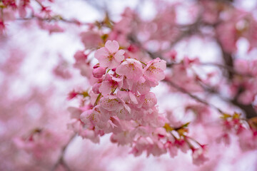 寒桜