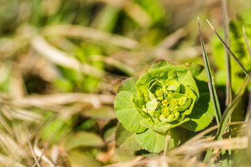 Young green flowers of the meadow plant Mlecika (Spurges-Euphorbia), Novi Sad, Serbia.