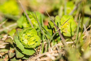 Young green flowers of the meadow plant Mlecika (Spurges-Euphorbia), Novi Sad, Serbia.