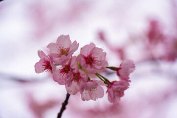 Fototapeta premium 寒桜