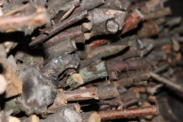 squirrel in the woods