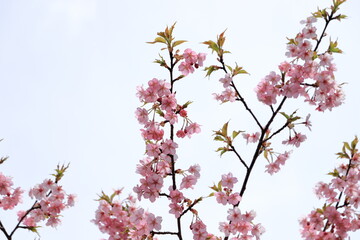 河津桜