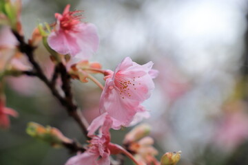河津桜