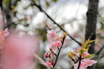 河津桜