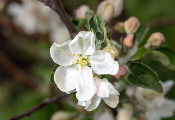 Obraz na płótnie Canvas Flowers on branches of an apple tree