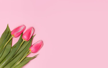 Pink tulips on a pink background. Flat lay, top view. Love, International Women day,8 March, Happy Easter, Mother day and Happy Valentine day concept. Copy space for text
