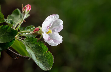 Flowers on branches of an apple tree