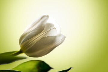 tulips on a yellow background