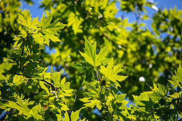 Green leaves on a tree