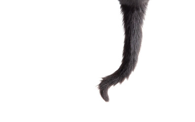 Black cat tail isolated on white