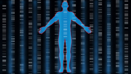 Male body in front of dna barcodes . DNA barcoding , scan , analysis , identification . 3d render illustration - obrazy, fototapety, plakaty