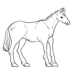 Realistic horse line art illustration