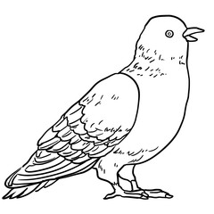 Simple pigeon line art illustration