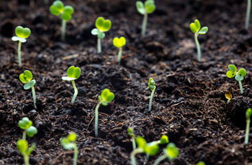 Small sprouts of arugula in the ground in spring.