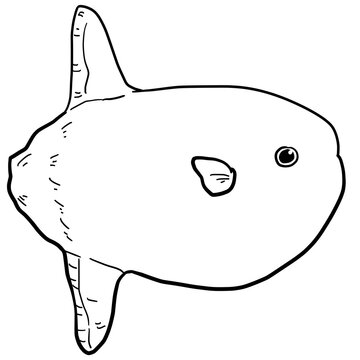 recommend clip art: Simple sunfish line art illustration