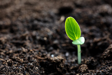 A small sprout of a cucumber in the ground in spring.