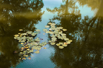 Lilie wodne w stawie.