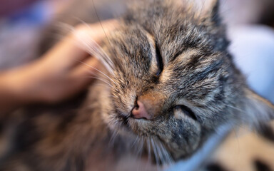 The cat sleeps in his arms.